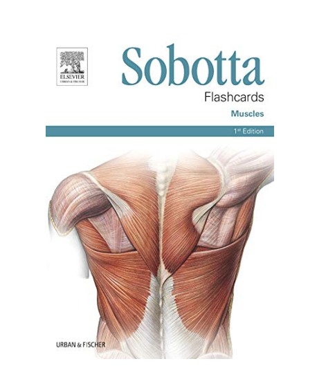 Sobotta Flashcards Muscles