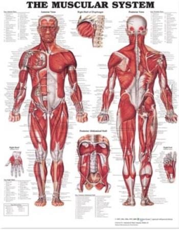 The Muscular  System