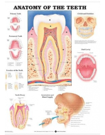 Anatomy of the Teeth
