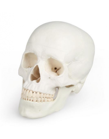 Skull model, 3 parts - EZ...